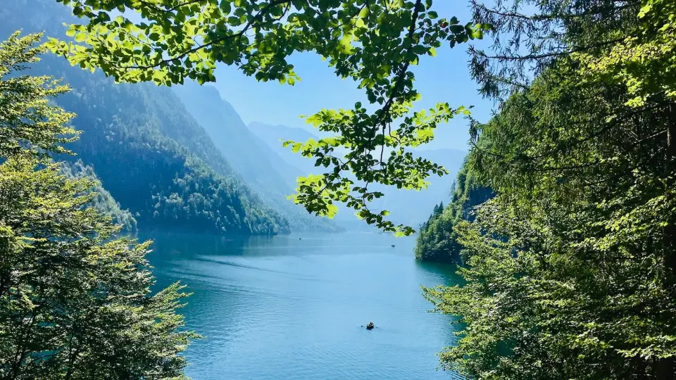 Above the Lake Hanging Branch